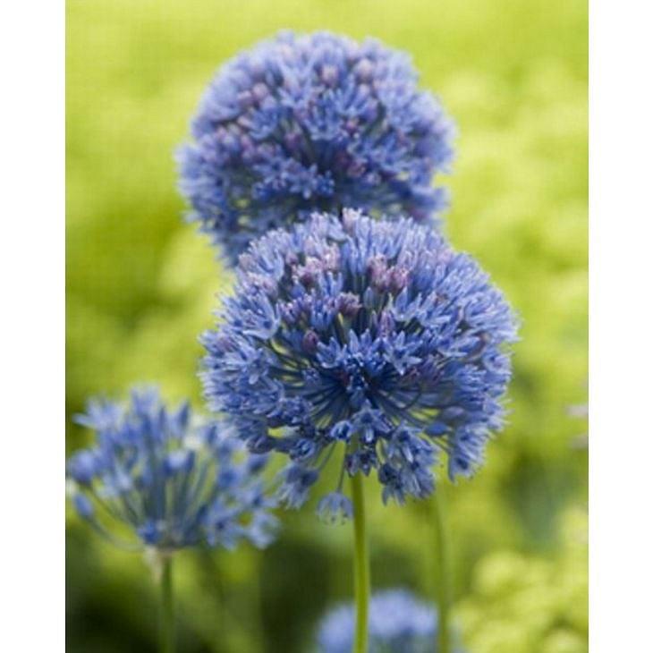 Allium Miniature Azureum Caeruleum 10 Bulbs Per Order