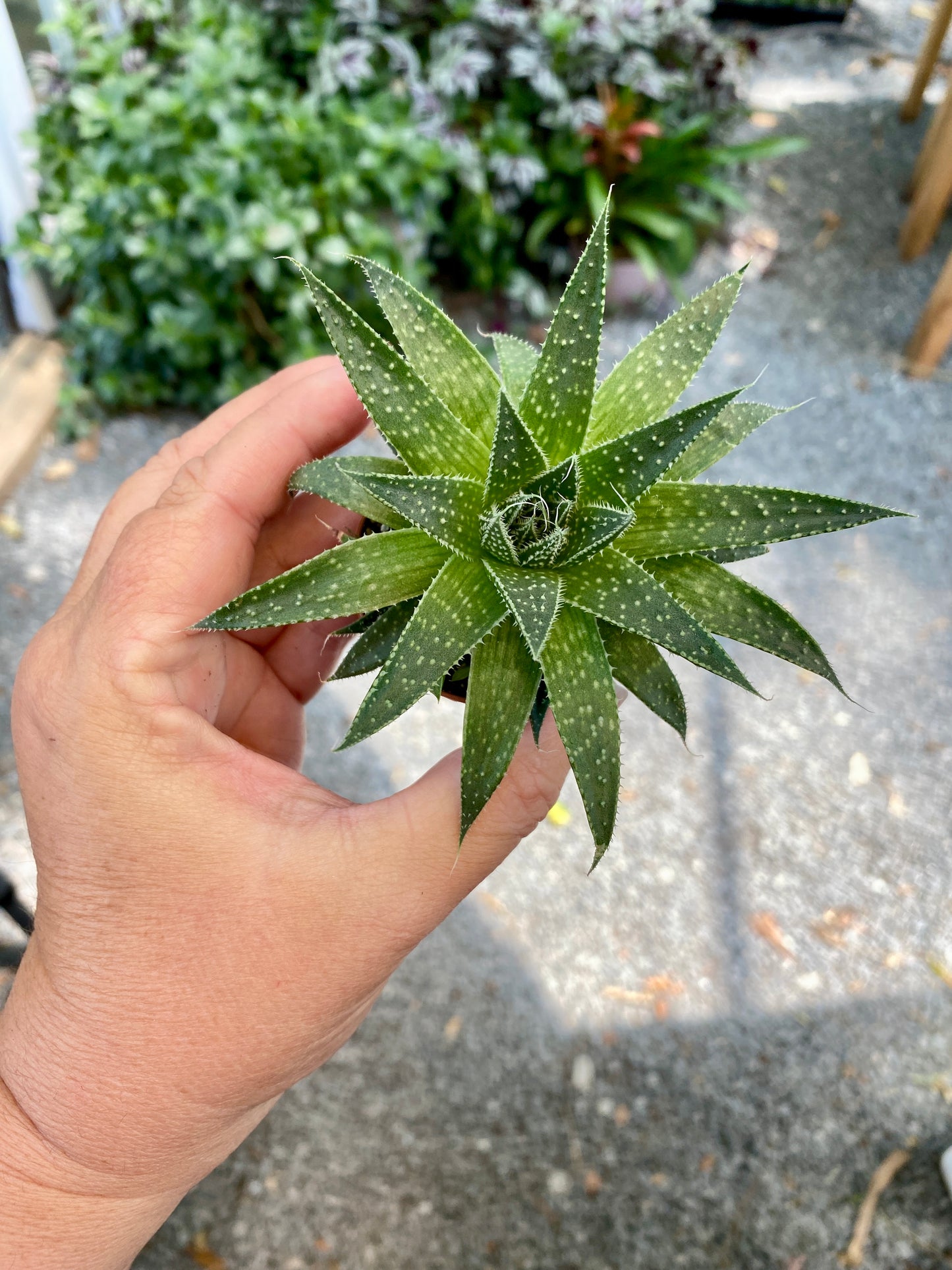 Aloe Aristata Lace Aloe 2" Pot Live Plant