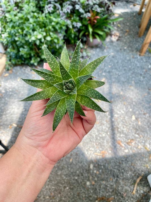 Aloe Aristata Lace Aloe 2" Pot Live Plant