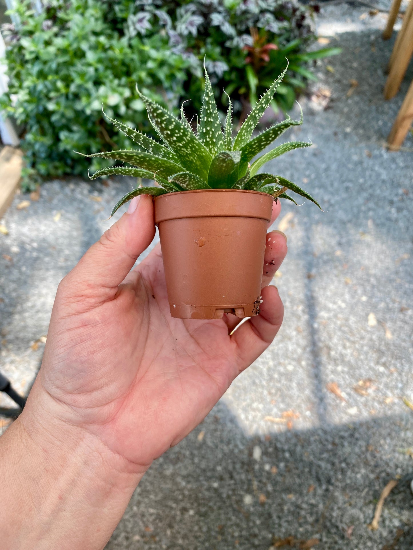 Aloe Aristata Lace Aloe 2" Pot Live Plant