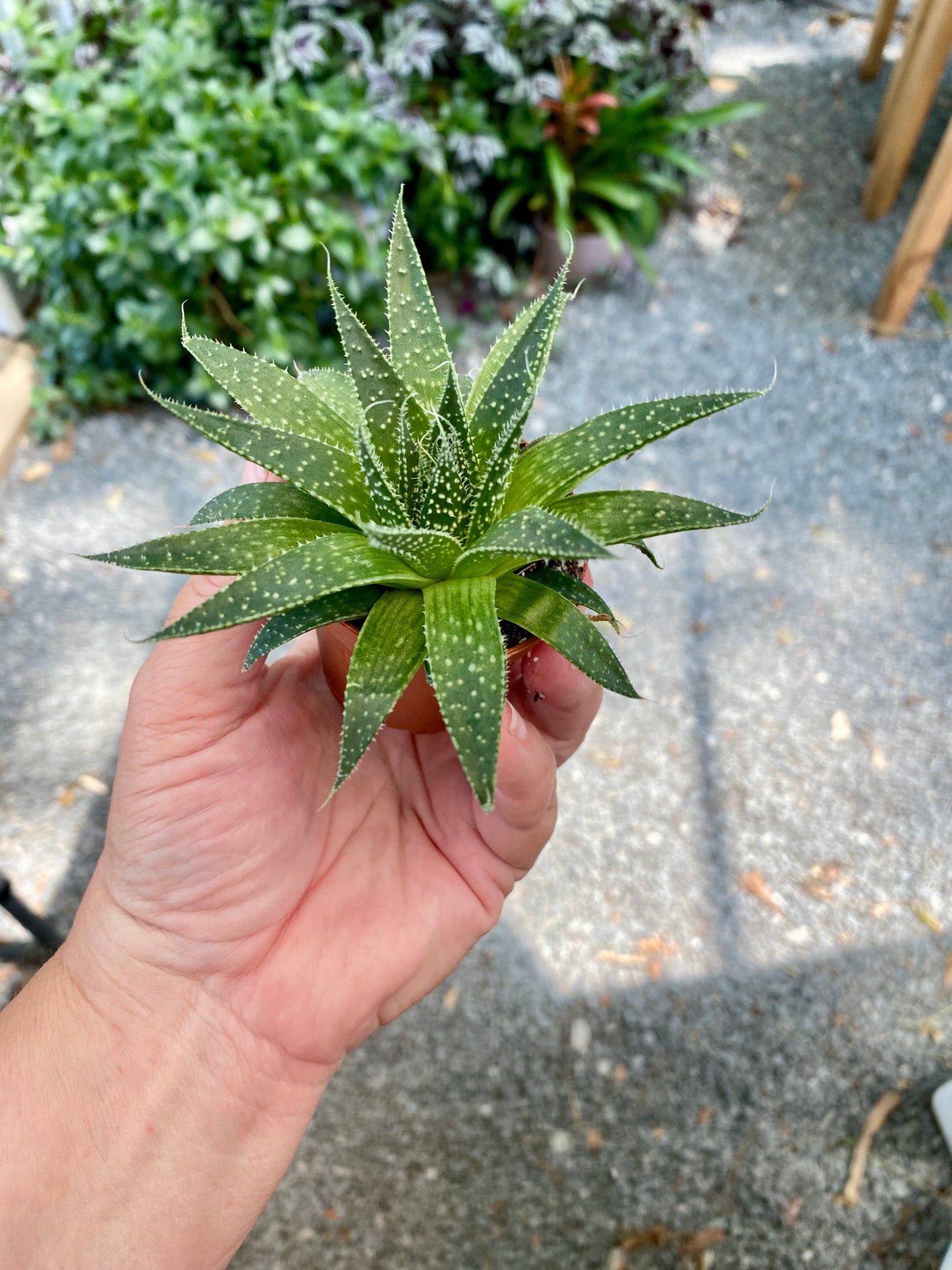 Aloe Aristata Lace Aloe 2" Pot Live Plant