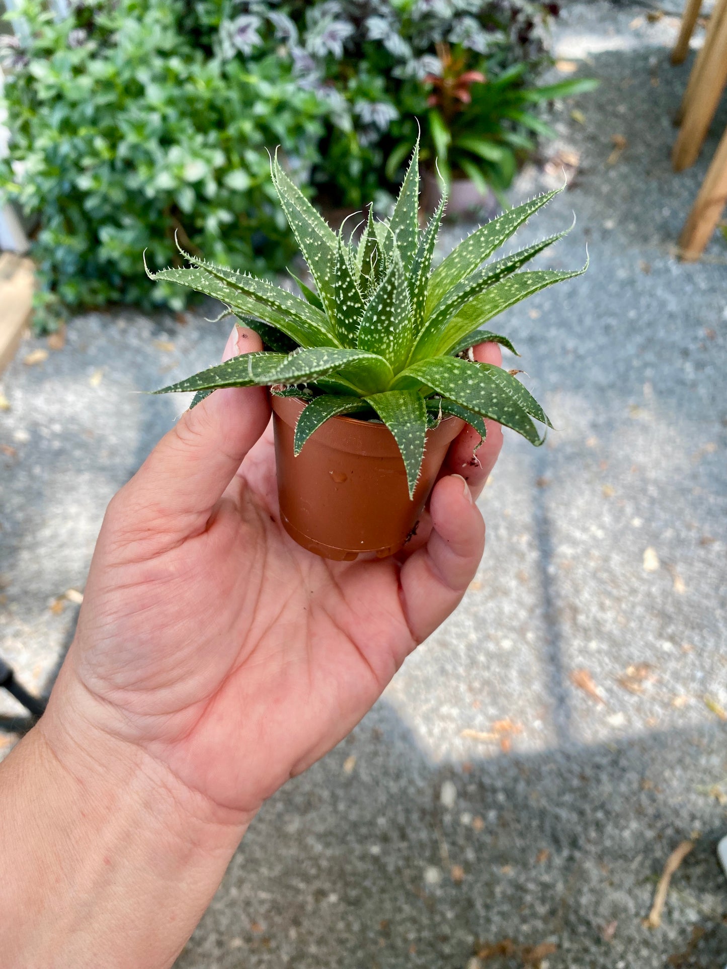 Aloe Aristata Lace Aloe 2" Pot Live Plant