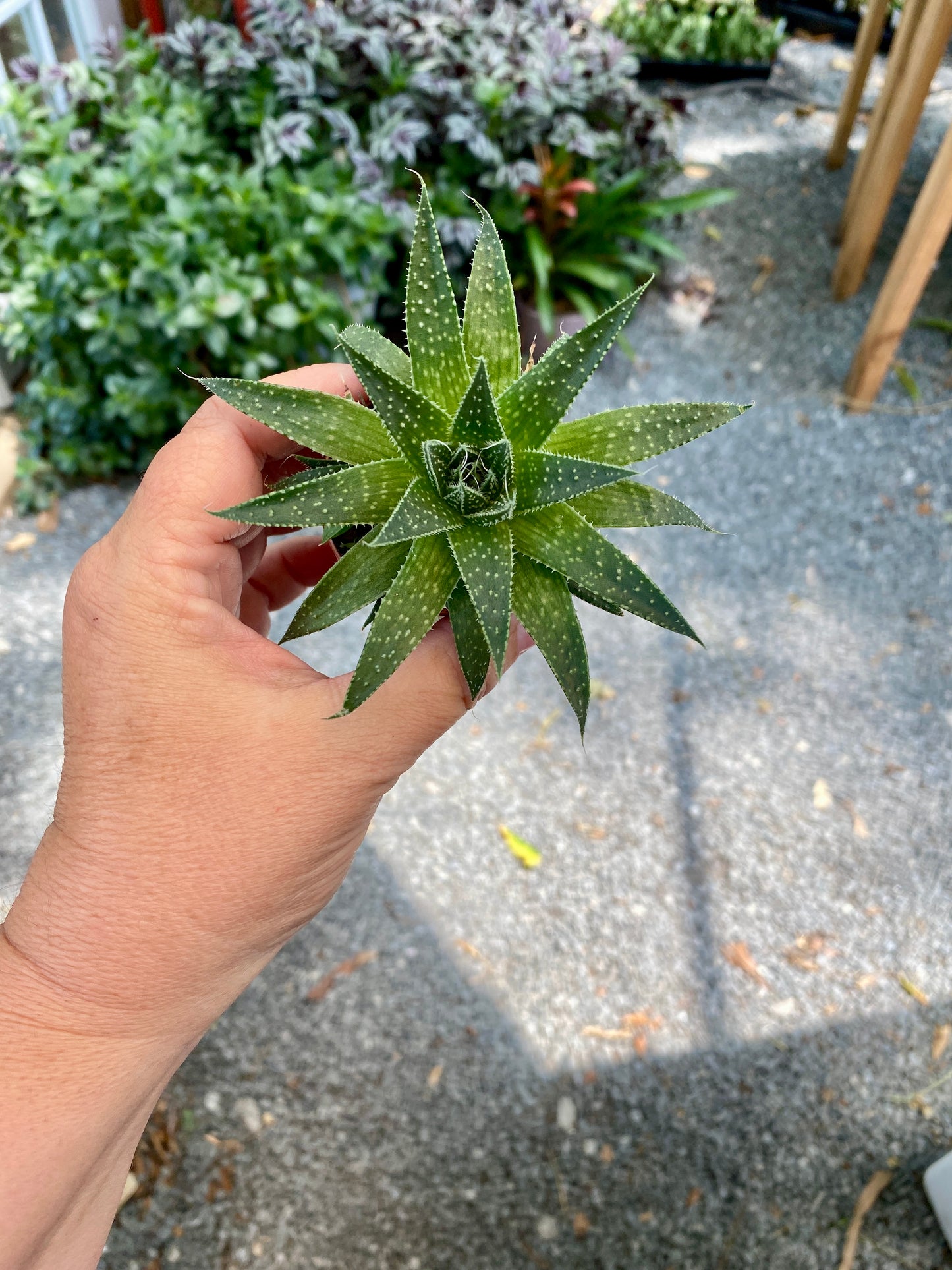 Aloe Aristata Lace Aloe 2" Pot Live Plant