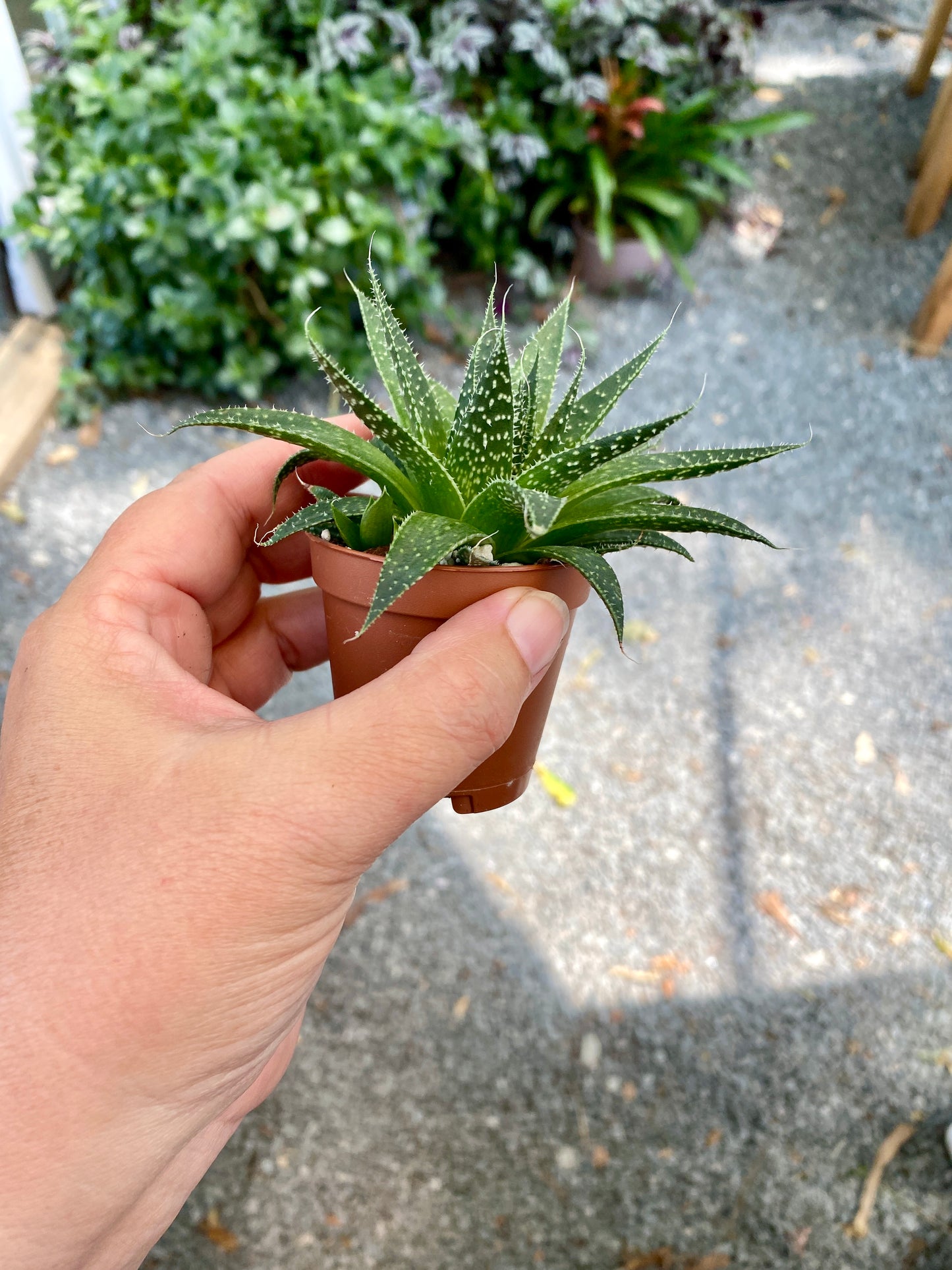 Aloe Aristata Lace Aloe 2" Pot Live Plant