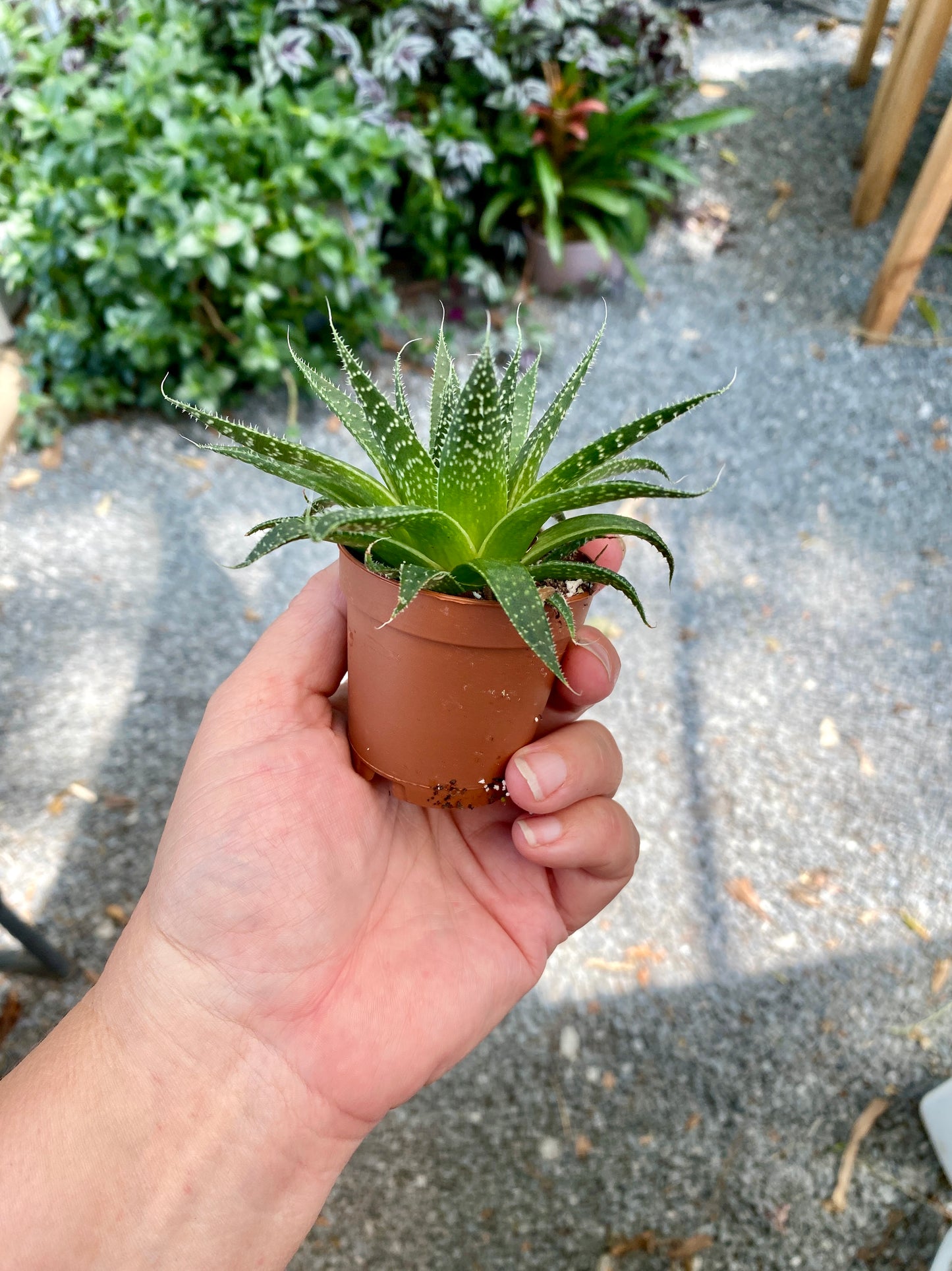 Aloe Aristata Lace Aloe 2" Pot Live Plant