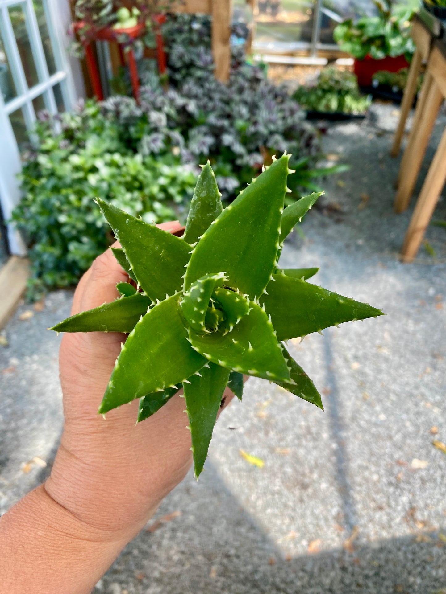 Aloe Short Leaved Brevifolia Aloe 2" Pot Live Plant