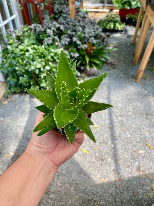 Aloe Short Leaved Brevifolia Aloe 2" Pot Live Plant