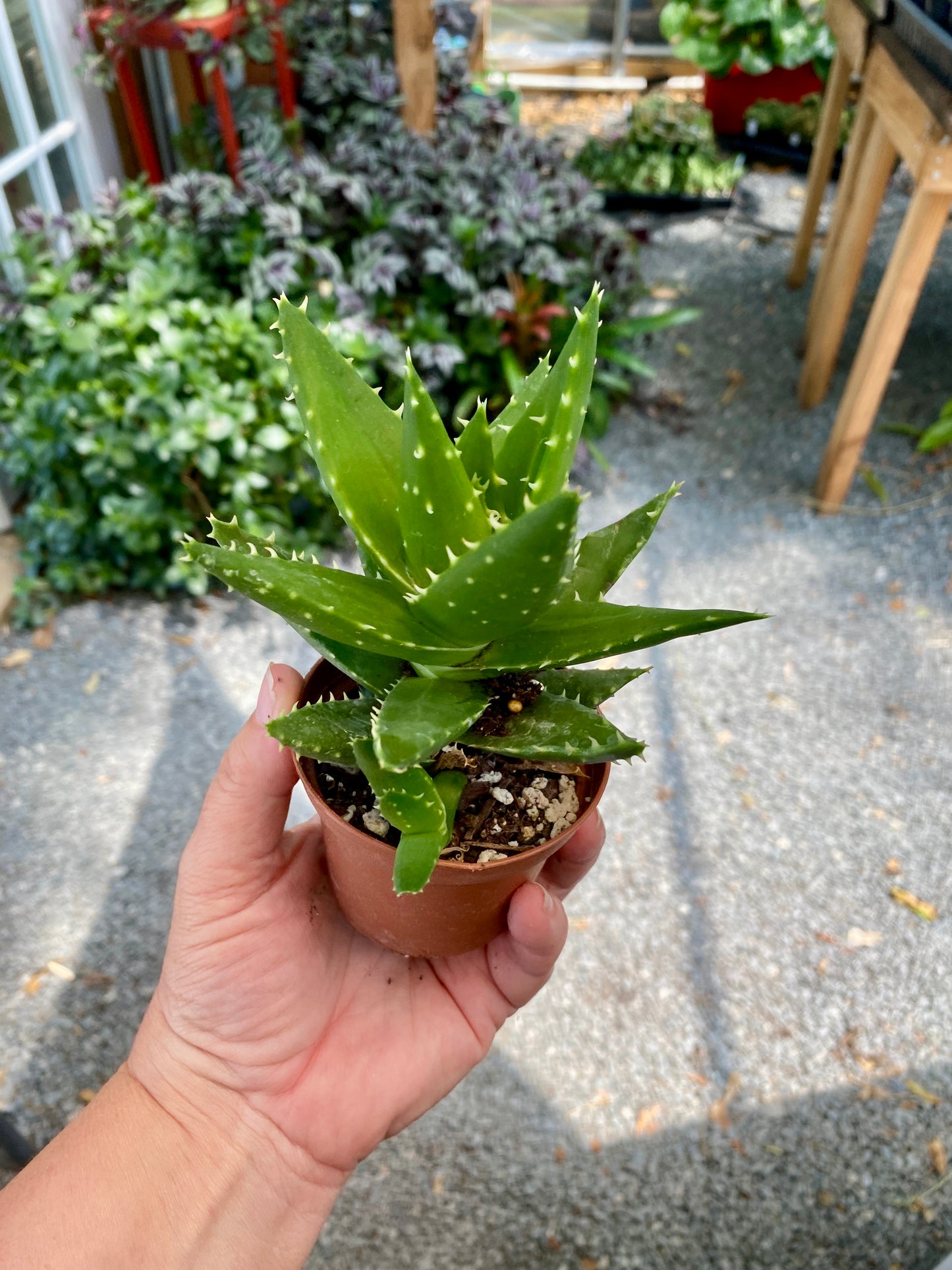 Aloe Short Leaved Brevifolia Aloe 2" Pot Live Plant