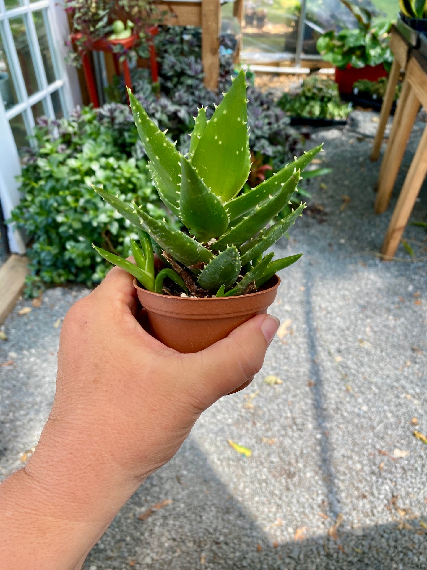 Aloe Short Leaved Brevifolia Aloe 2" Pot Live Plant