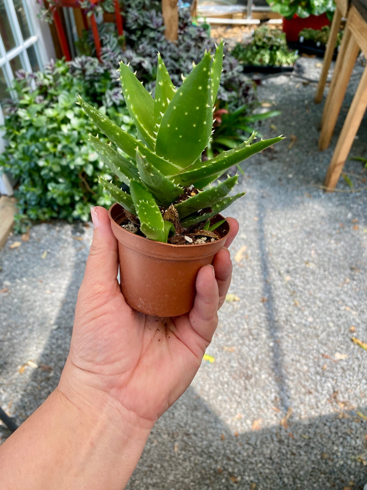 Aloe Short Leaved Brevifolia Aloe 2" Pot Live Plant