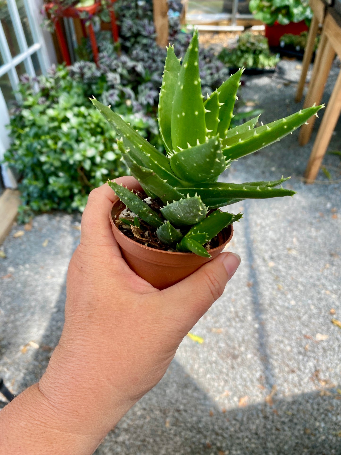 Aloe Short Leaved Brevifolia Aloe 2" Pot Live Plant