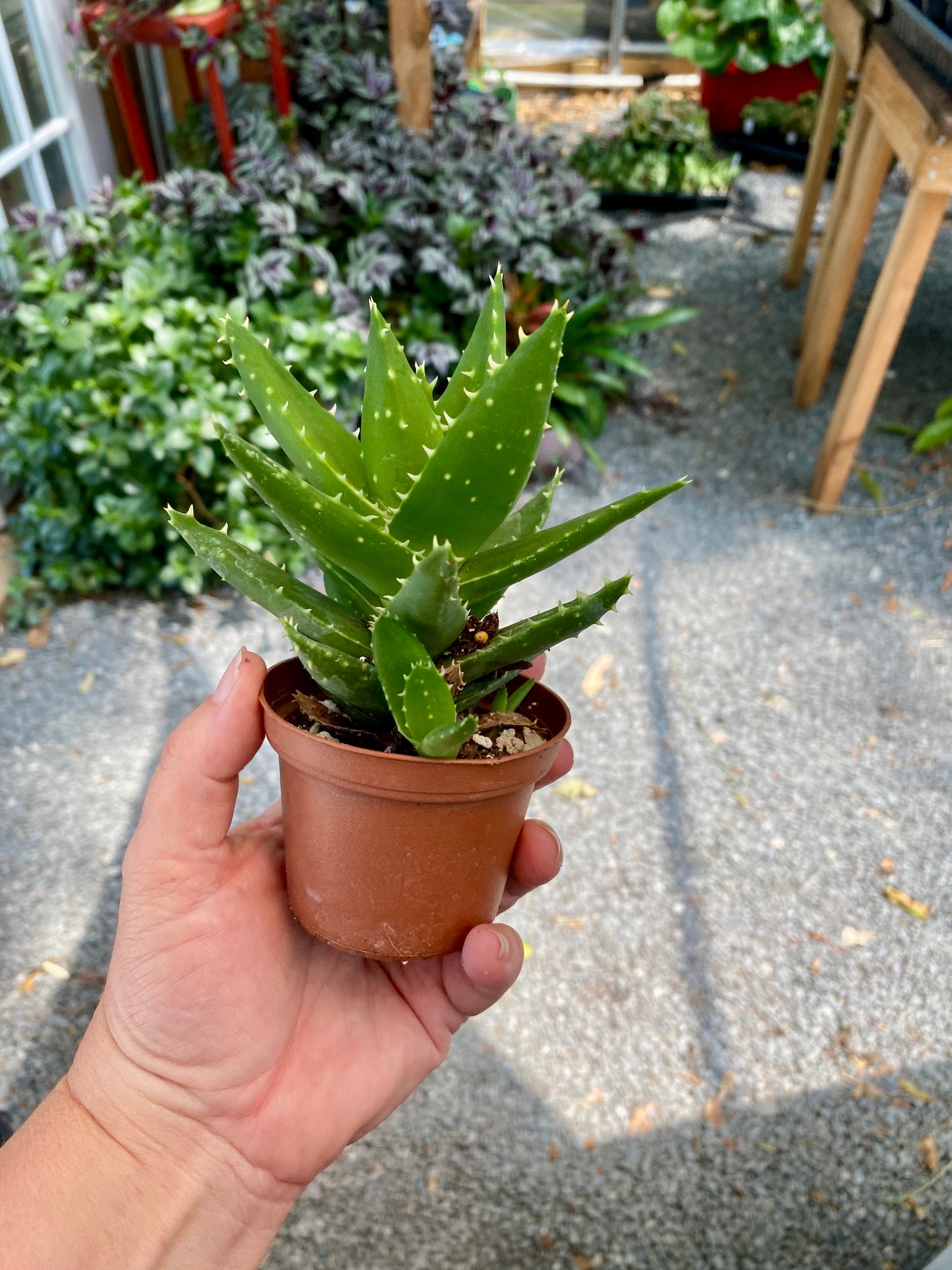 Aloe Short Leaved Brevifolia Aloe 2" Pot Live Plant