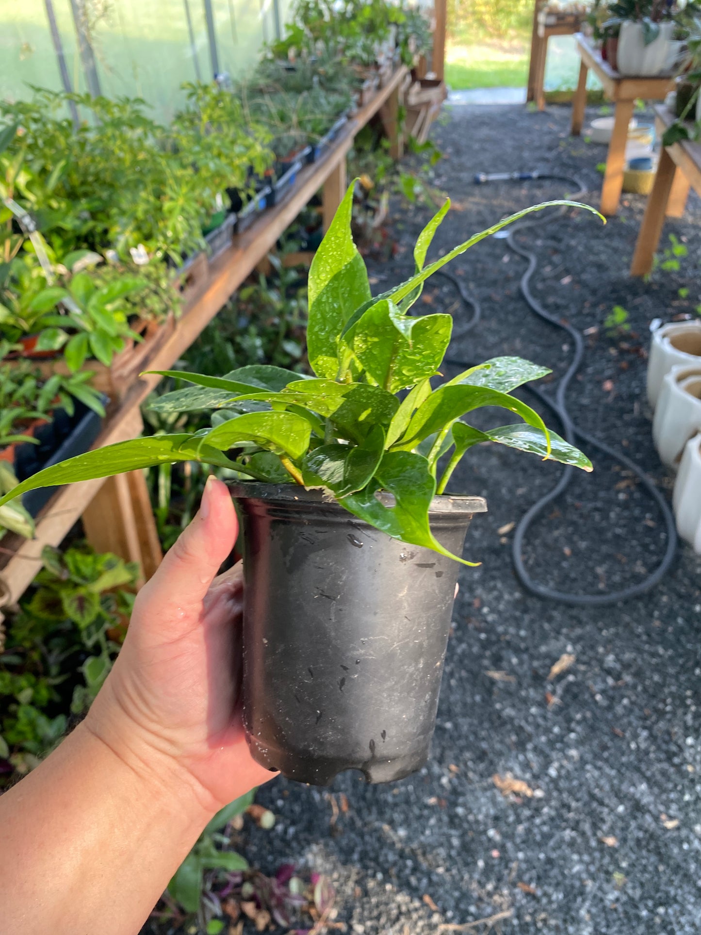 Anthurium Plowmanii Bird Nest 4" Pot Live Plant