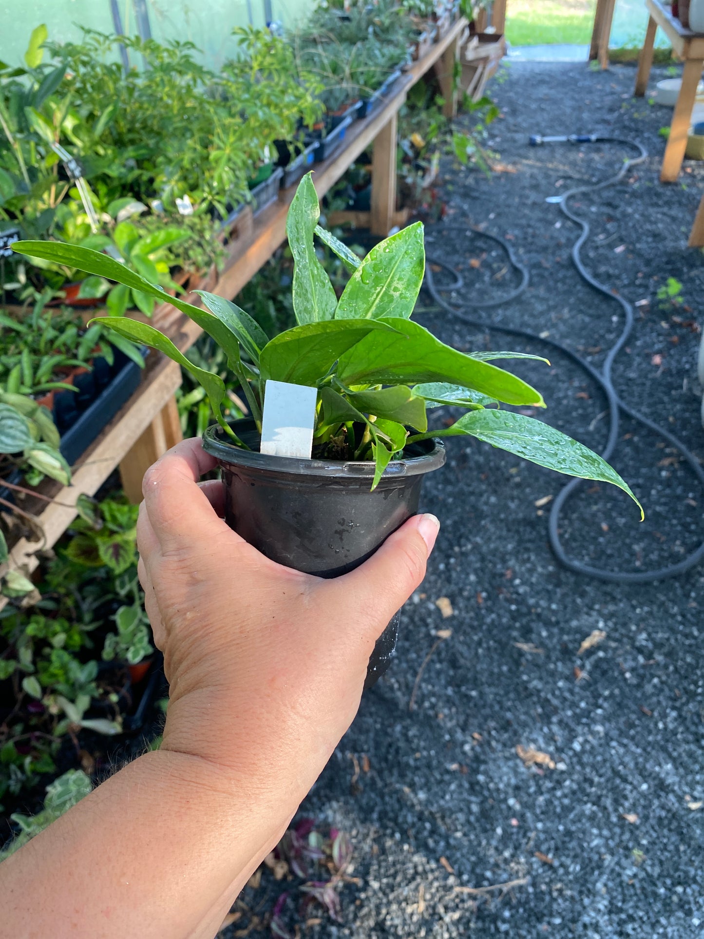 Anthurium Plowmanii Bird Nest 4" Pot Live Plant