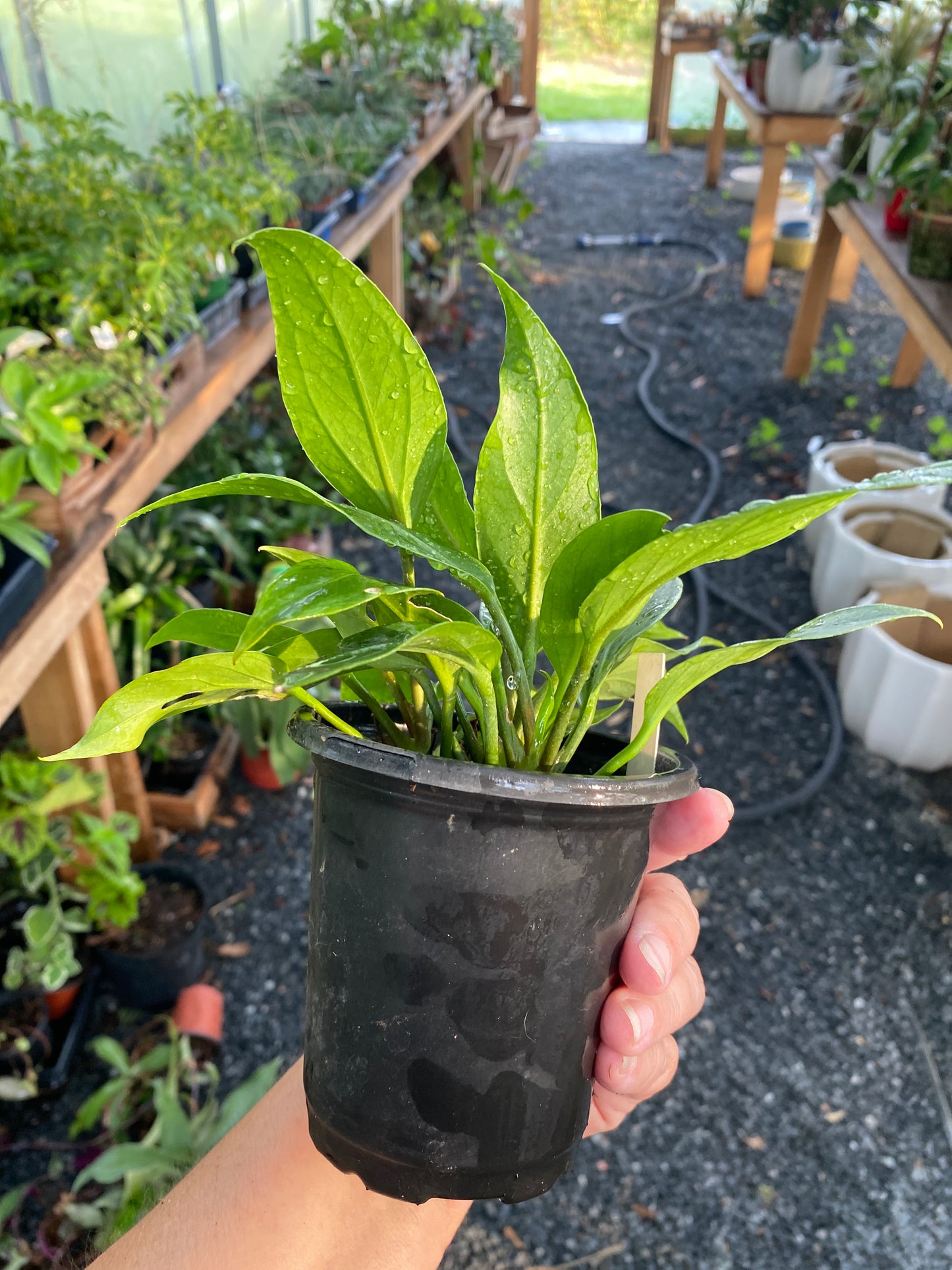 Anthurium Plowmanii Bird Nest 4" Pot Live Plant