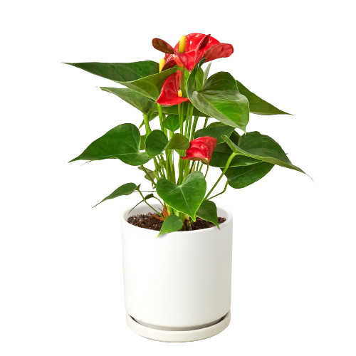 Anthurium 'Red' Live Plant