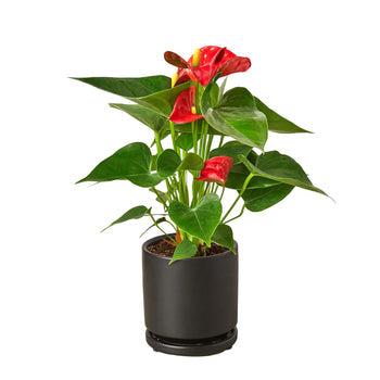 Anthurium 'Red' Live Plant