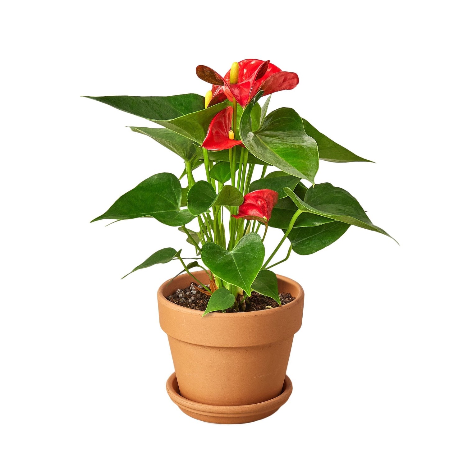 Anthurium 'Red' Live Plant