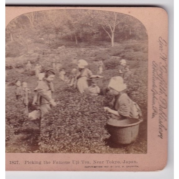 Picking the Famous Uji Tea Near Tokyo Japan Stereoview Griffith & Griffith 1901