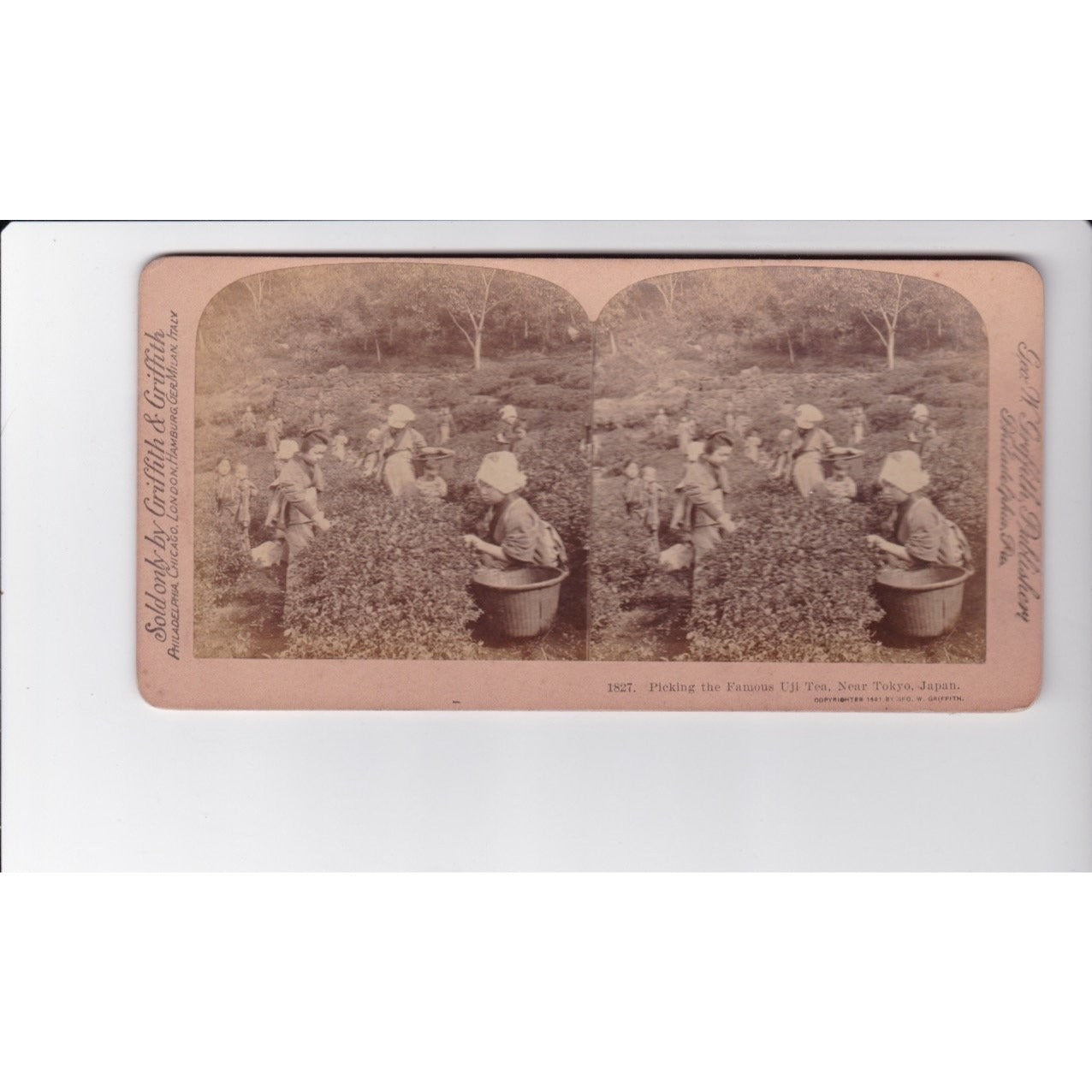 Picking the Famous Uji Tea Near Tokyo Japan Stereoview Griffith & Griffith 1901