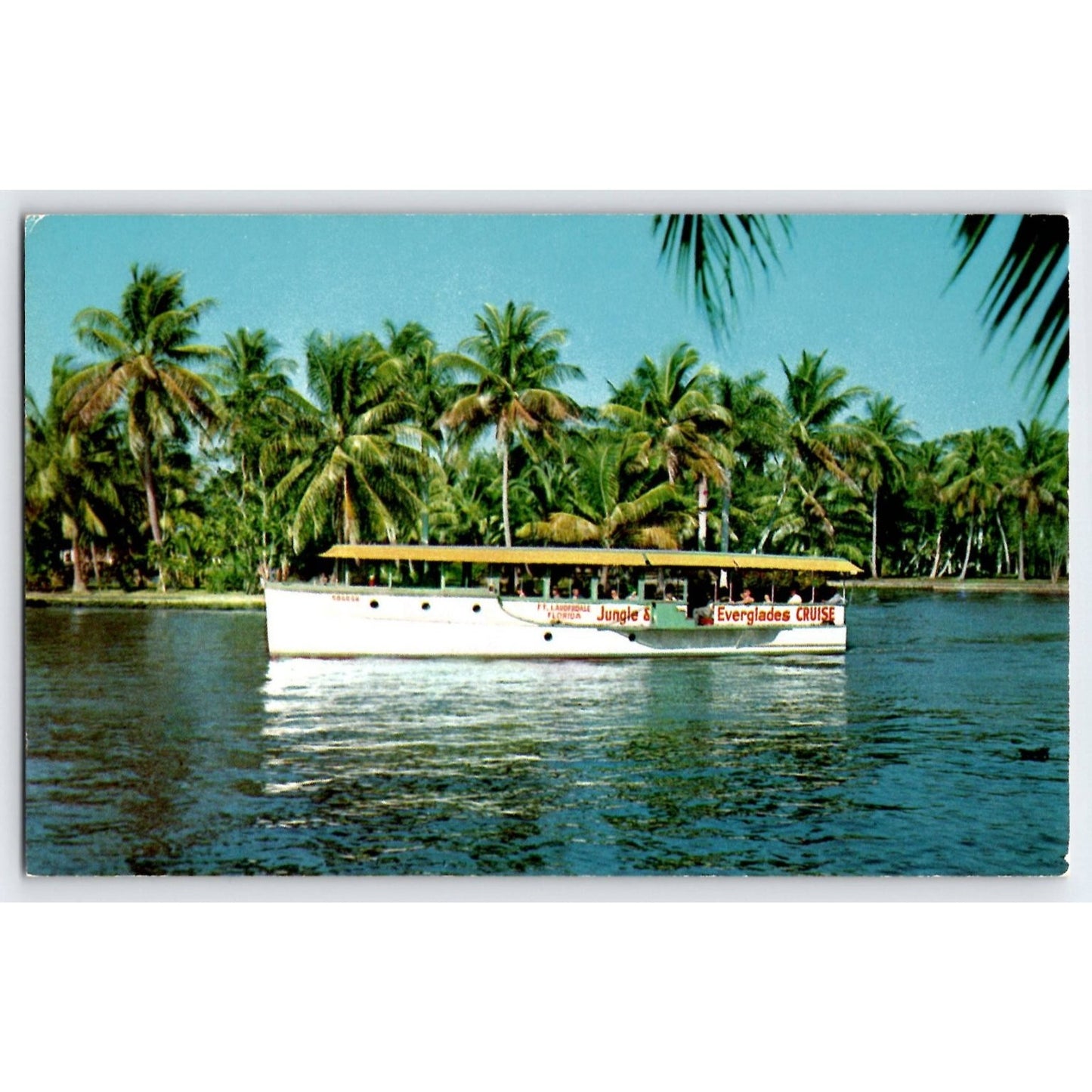 Fort Lauderdale FL Florida Jungle Everglades Cruise Sightseeing Boat Postcard