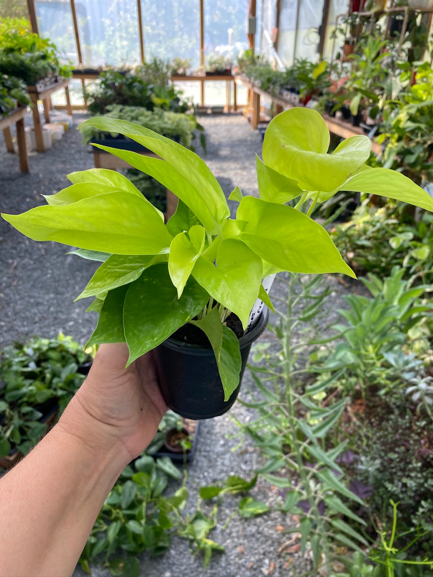 Pothos or Devil's Ivy Neon 4" Pot Live Plant