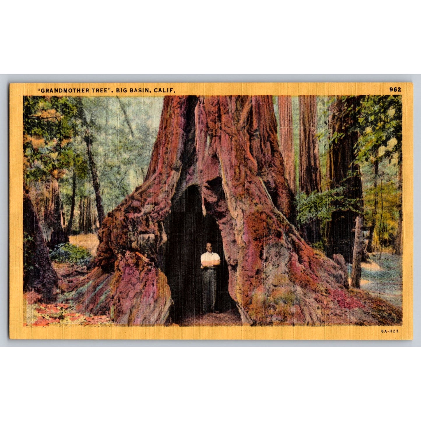 Santa Cruz CA California Big Basin Redwoods State Park Grandmother Tree Postcard