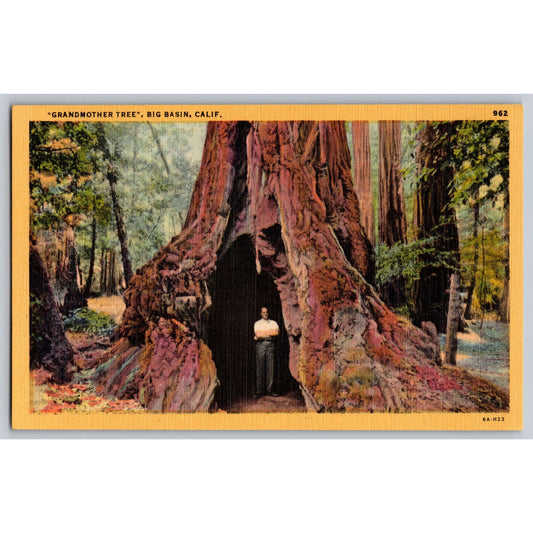 Santa Cruz CA California Big Basin Redwoods State Park Grandmother Tree Postcard