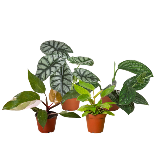 Rare Plant Bundle 4 Live Plants