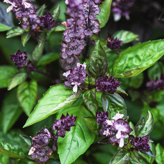 Basil Cinnamon Open Pollinated Heirloom 100 Seeds