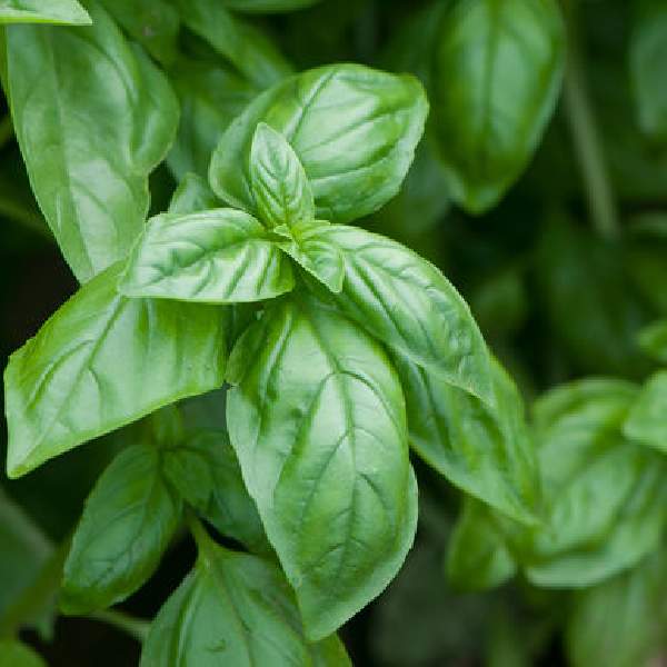 Herb Basil Elidia One Well Rooted Starter Plant