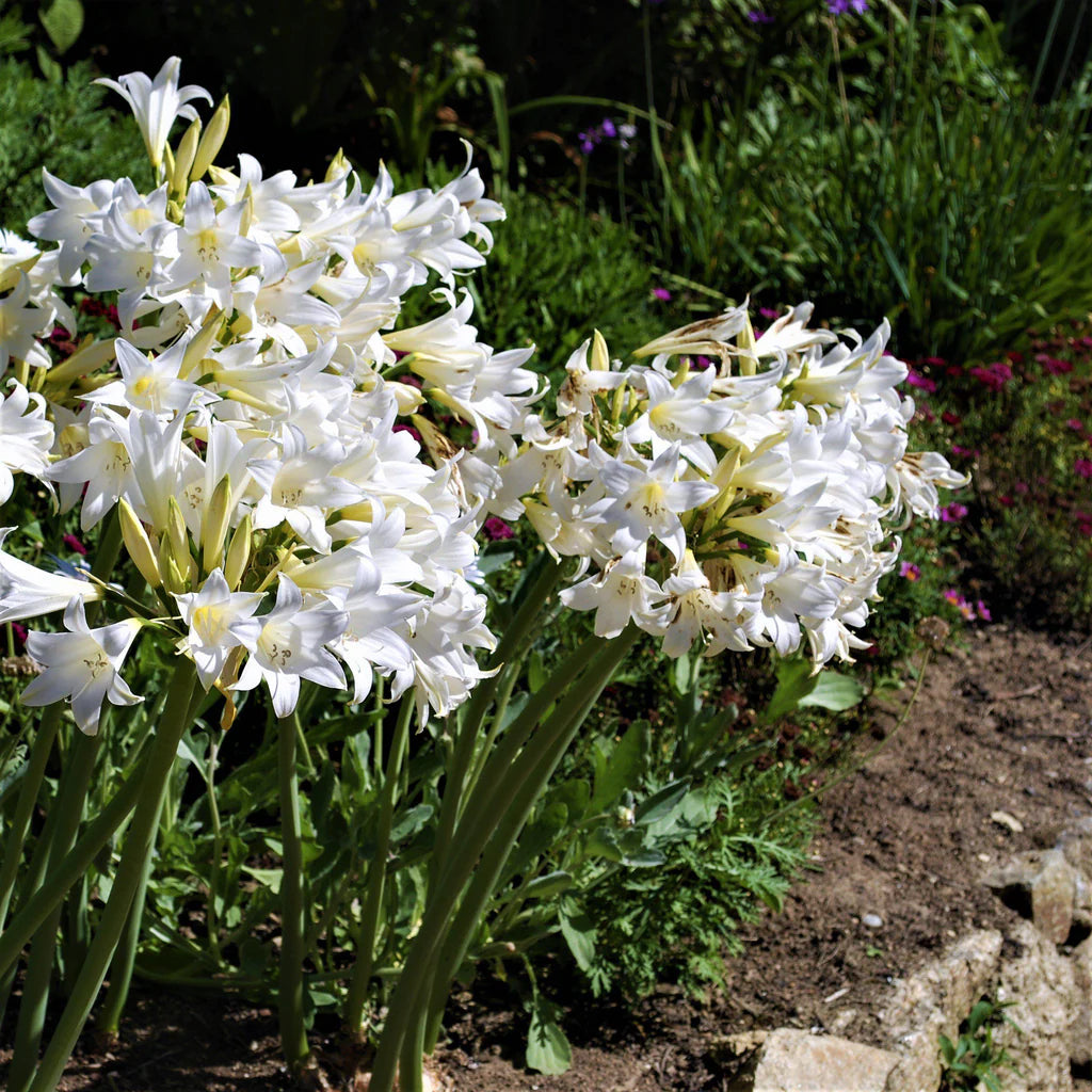 Amaryllis Belladonna White Naked Lady Amaryllis 3 Bulbs Per Order