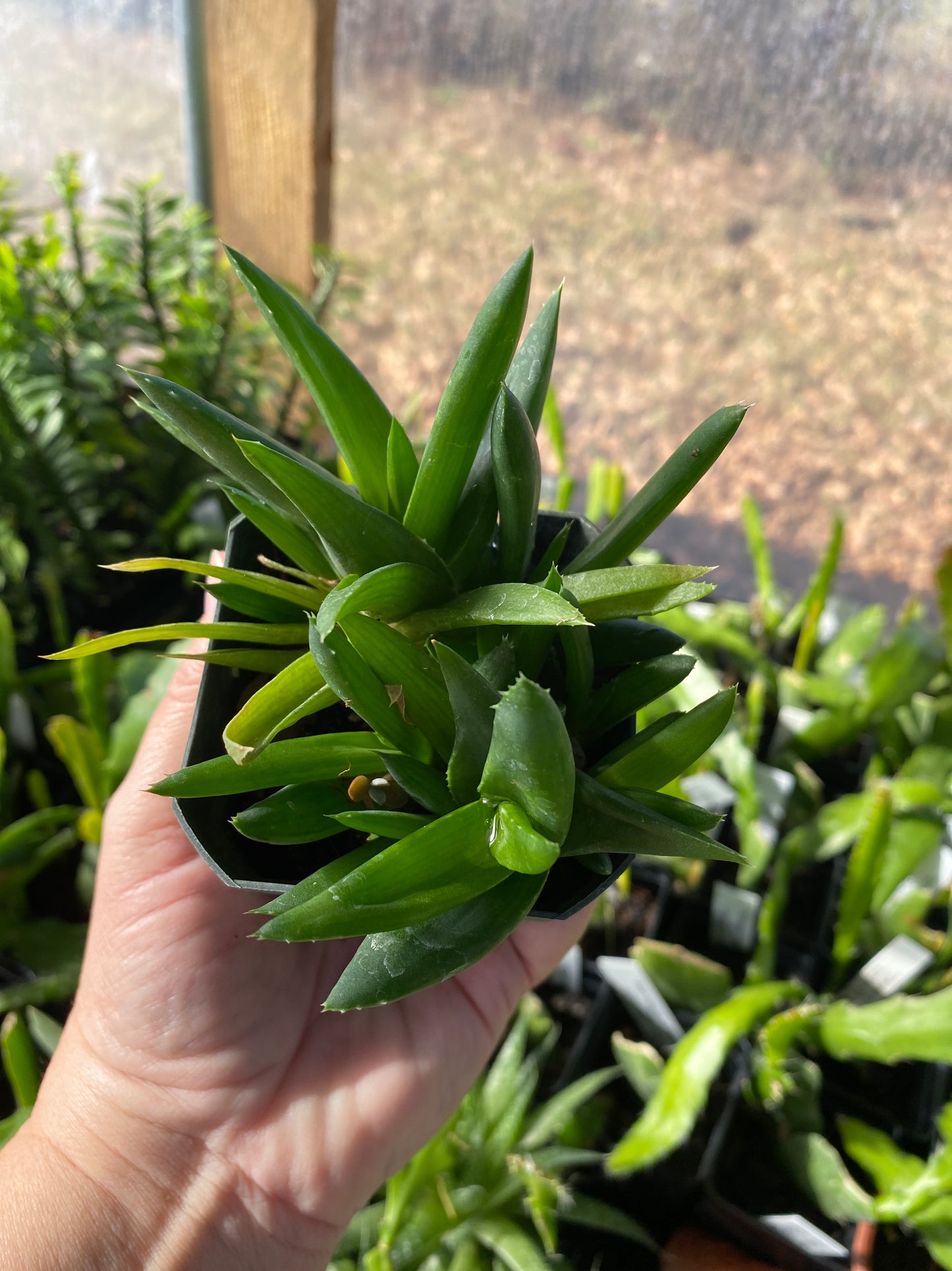 Bergeranthus Multiceps Succulent Green 2.5 Inch Pot Live Plant