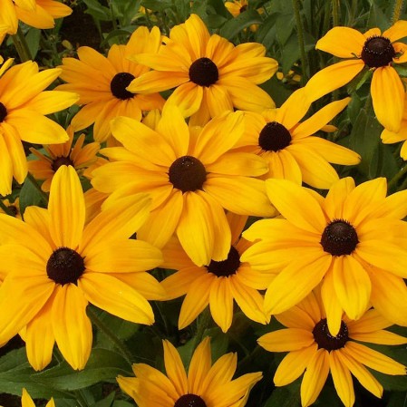 Black Eyed Susan Indian Summer Open Pollinated Heirloom 100 Seeds