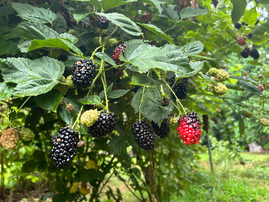 Blackberry Kiowa - Upright Thorny Blackberry Plant 1 Gallon Pot