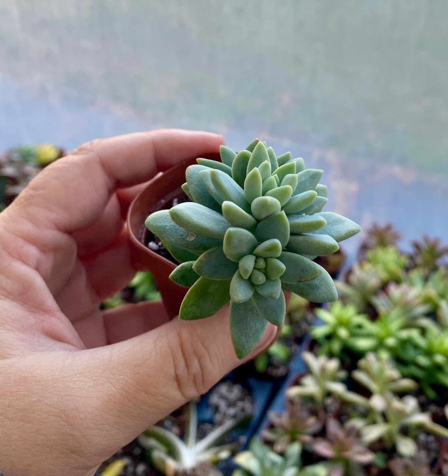 Succulent Blue Burrito or Brazil 2" Pot Live Plant