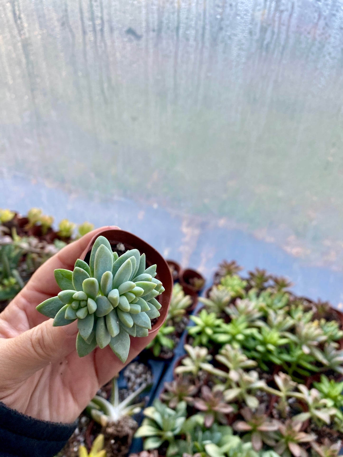 Succulent Blue Burrito or Brazil 2" Pot Live Plant