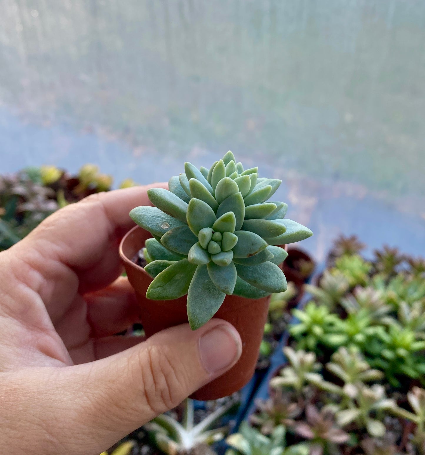 Succulent Blue Burrito or Brazil 2" Pot Live Plant