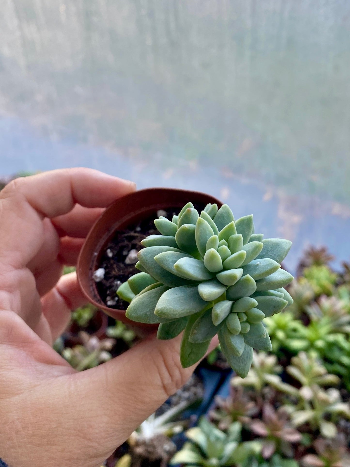 Succulent Blue Burrito or Brazil 2" Pot Live Plant