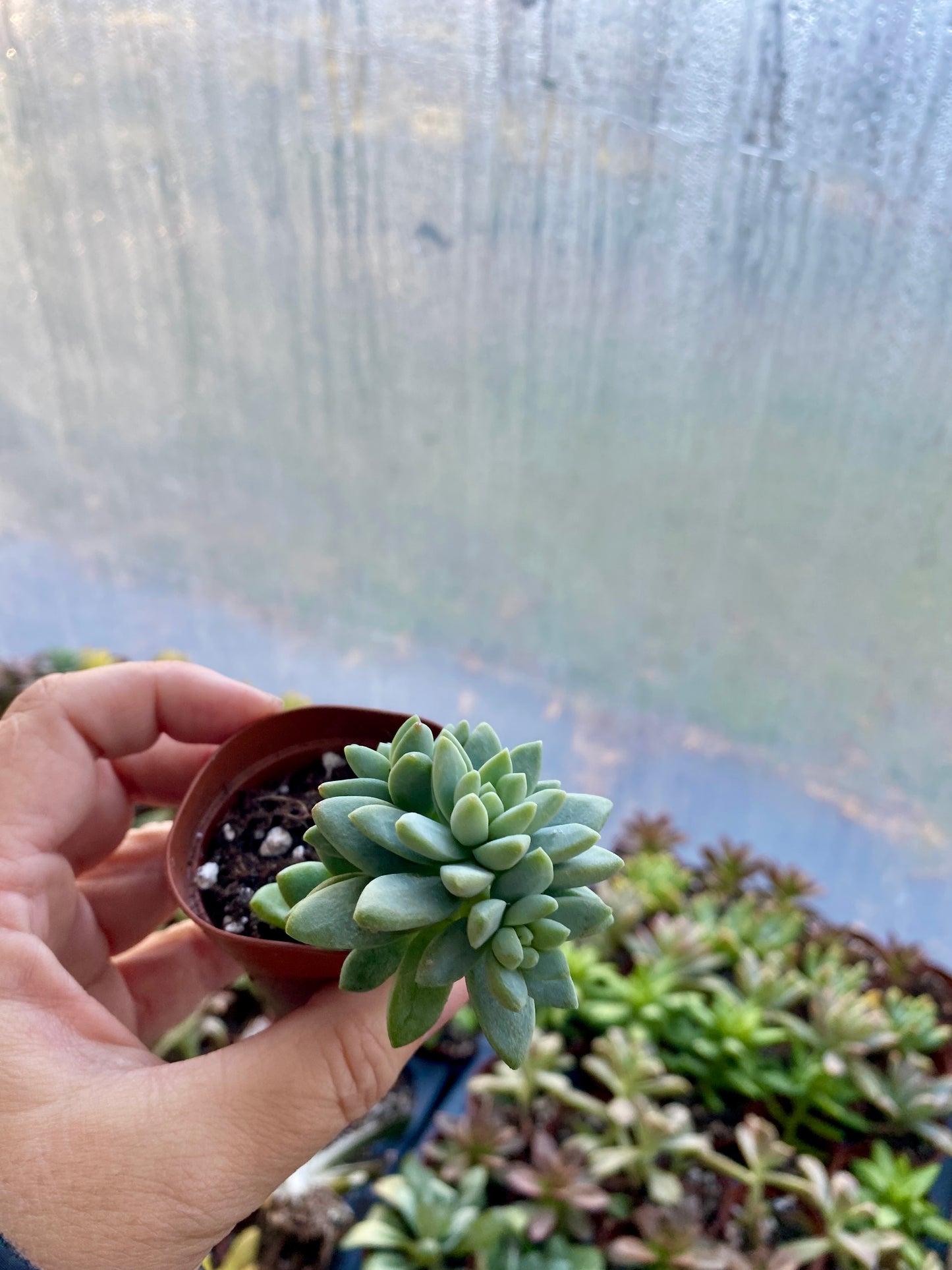 Succulent Blue Burrito or Brazil 2" Pot Live Plant