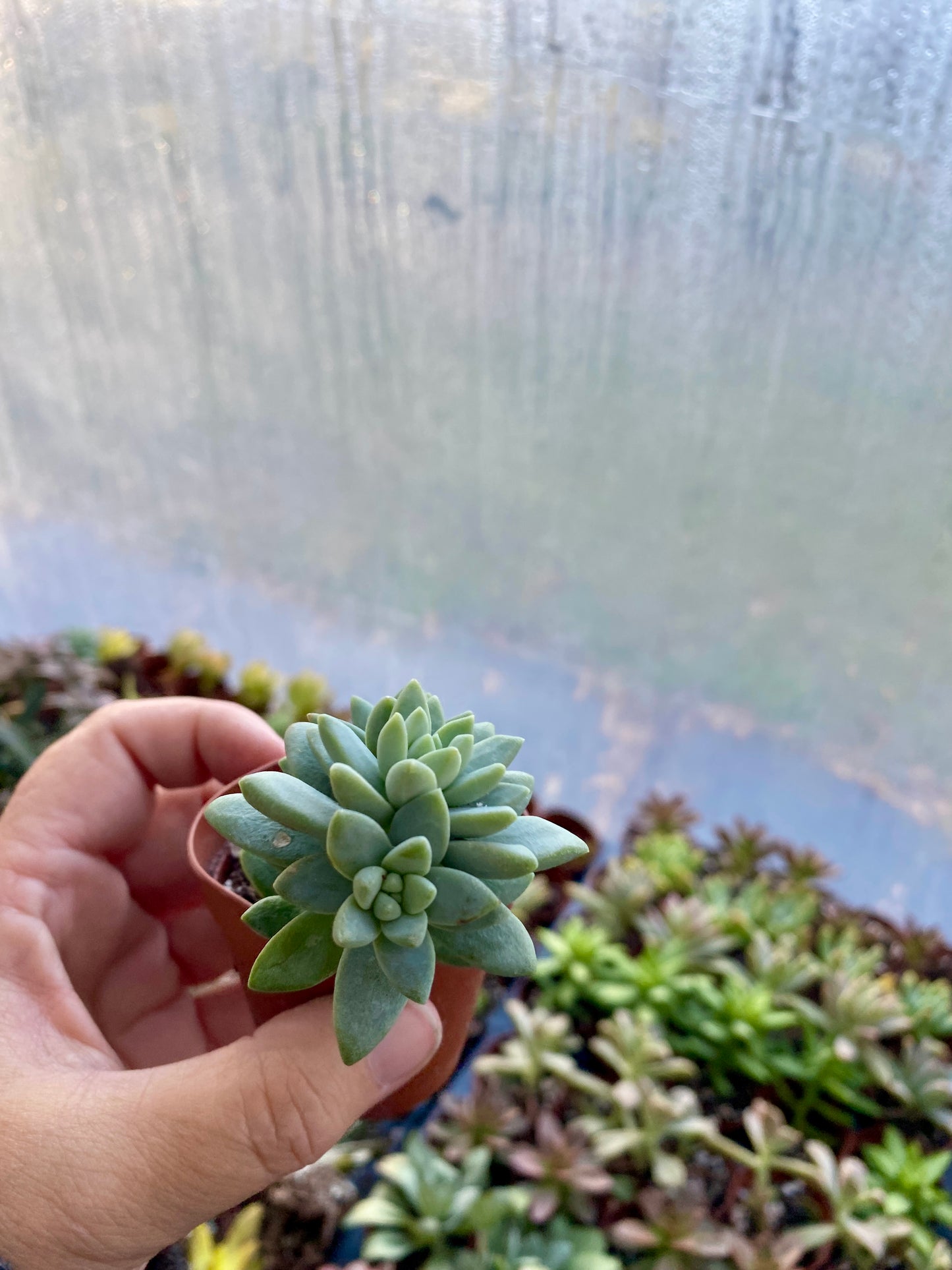 Succulent Blue Burrito or Brazil 2" Pot Live Plant