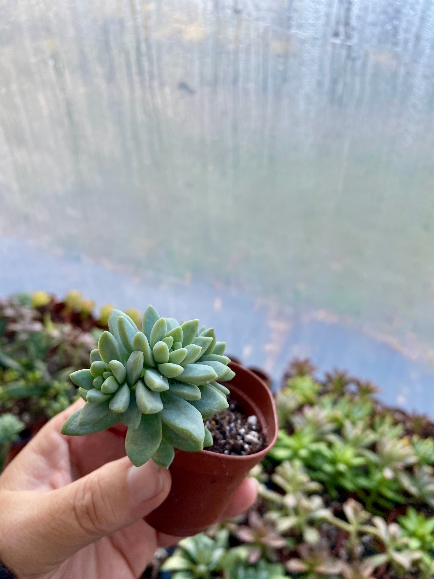 Succulent Blue Burrito or Brazil 2" Pot Live Plant