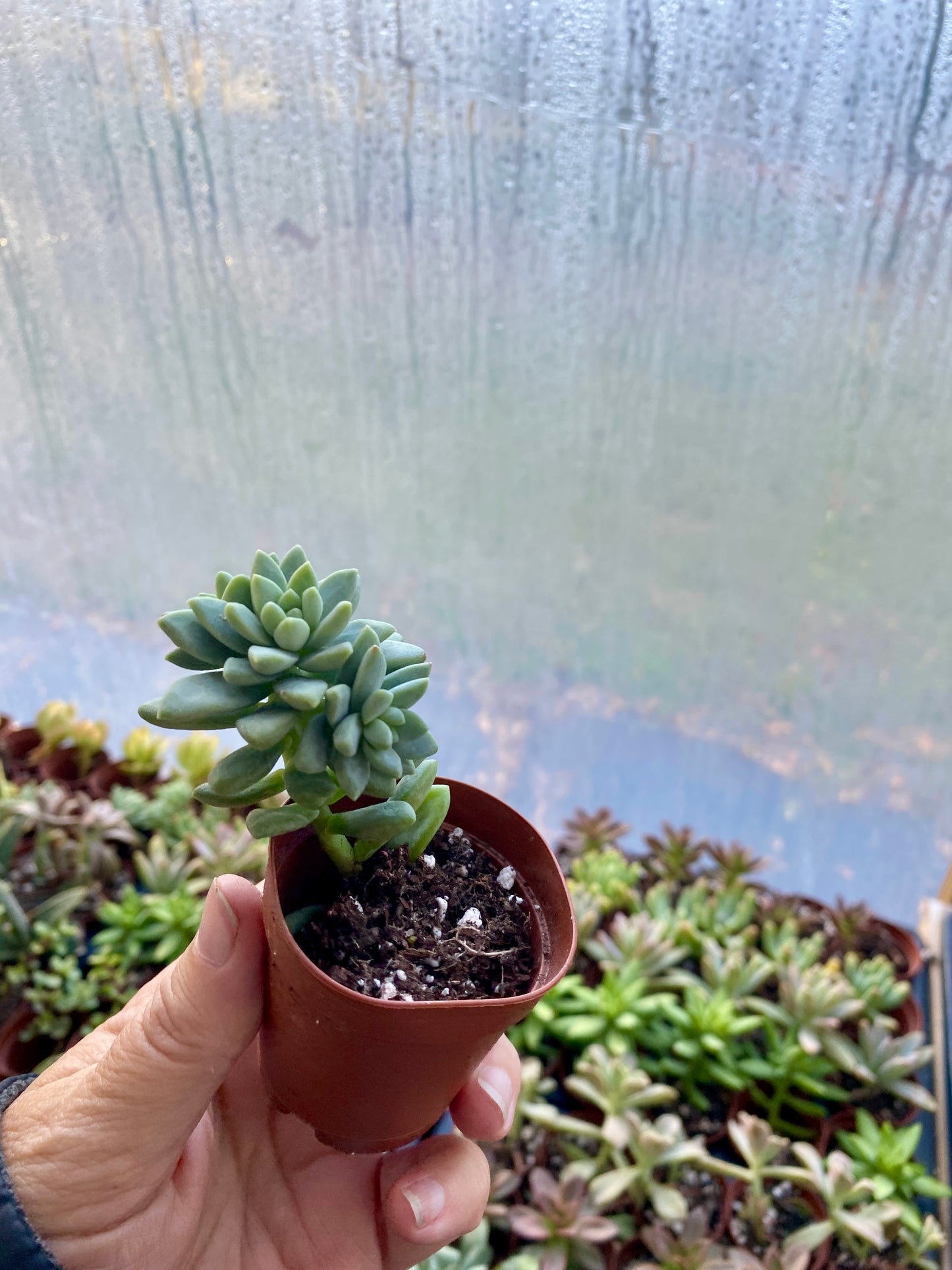 Succulent Blue Burrito or Brazil 2" Pot Live Plant