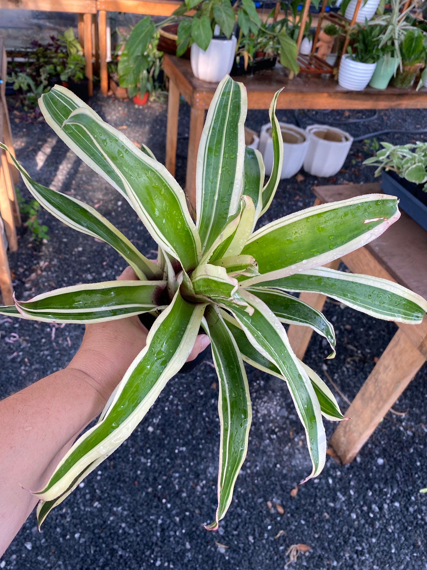 Bromeliad Neoregelia Franca 4" Pot Live Plant Variegated