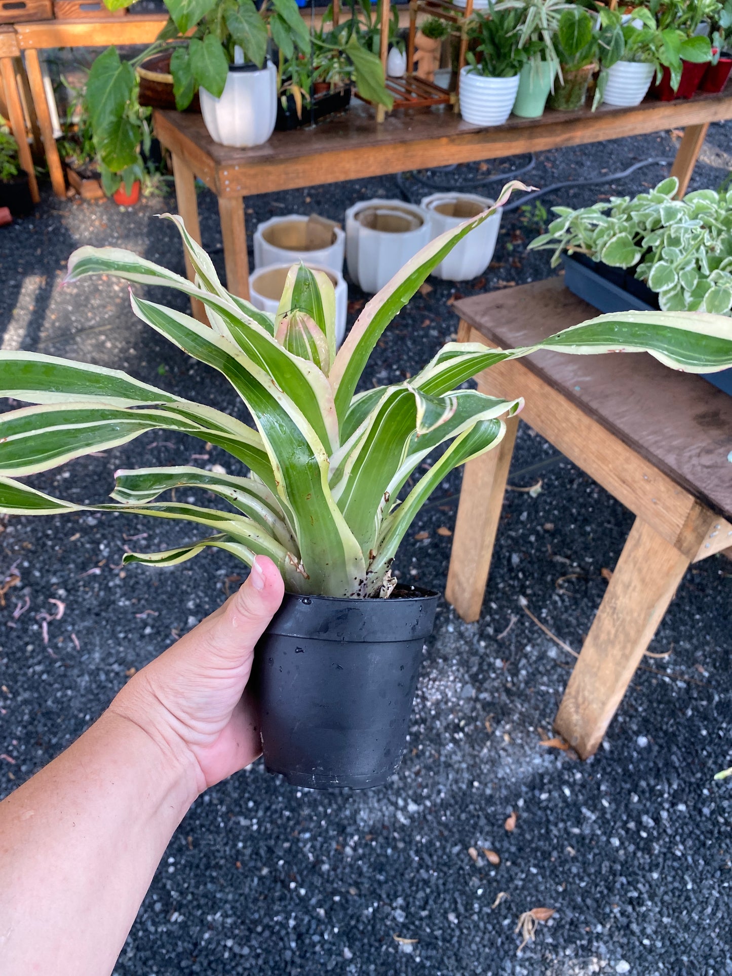 Bromeliad Neoregelia Franca 4" Pot Live Plant Variegated