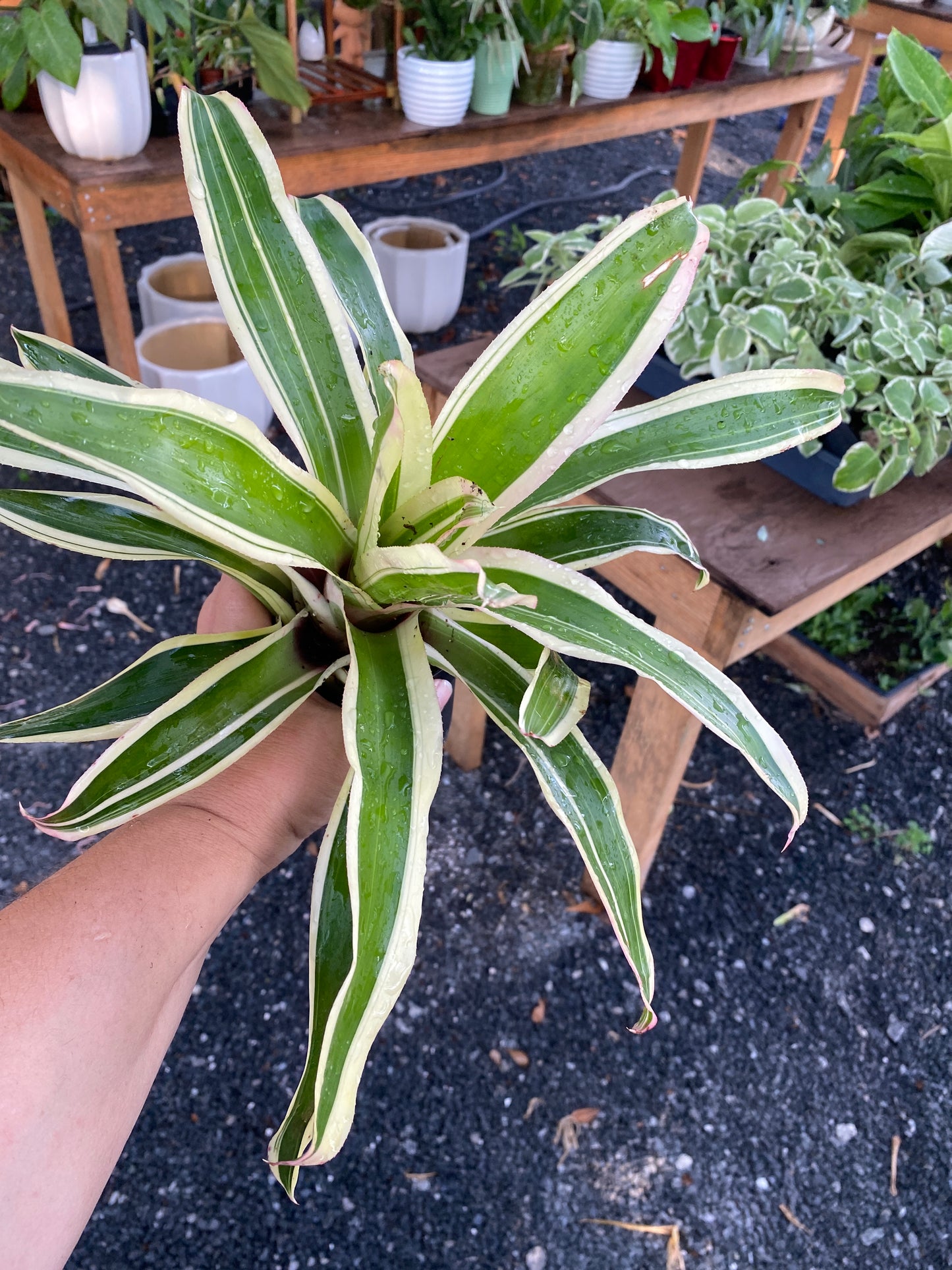 Bromeliad Neoregelia Franca 4" Pot Live Plant Variegated