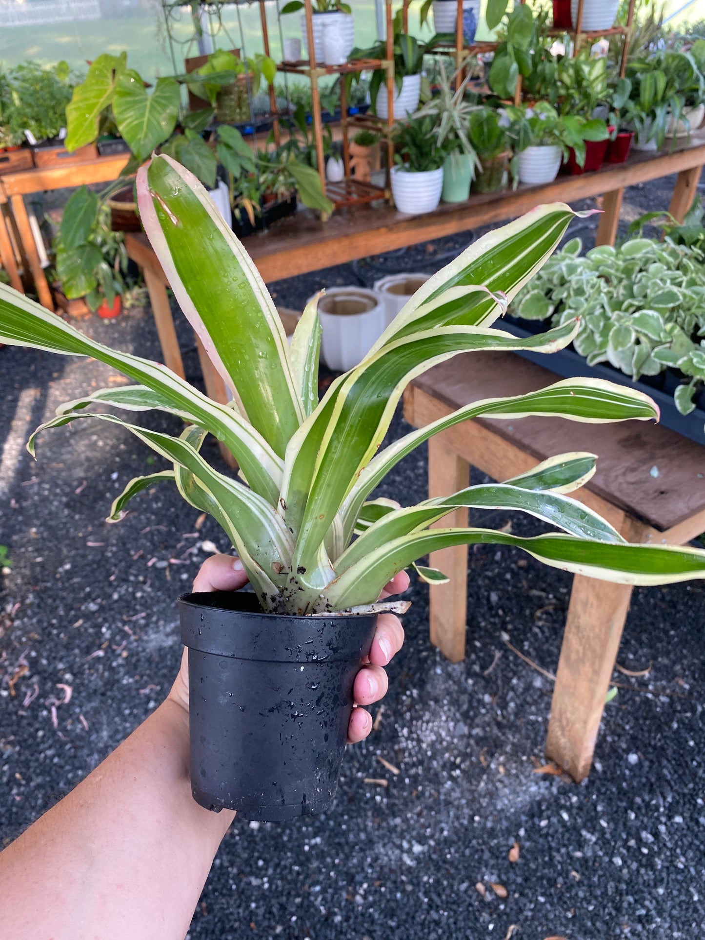 Bromeliad Neoregelia Franca 4" Pot Live Plant Variegated