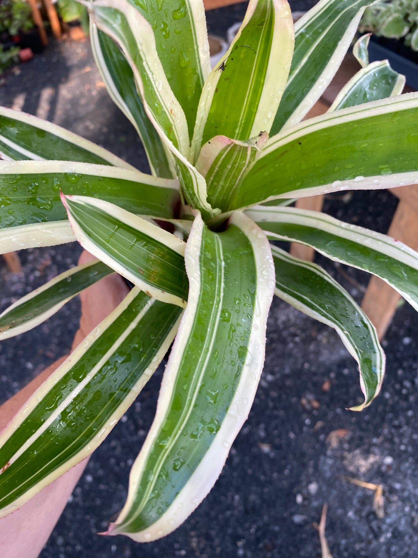 Bromeliad Neoregelia Franca 4" Pot Live Plant Variegated