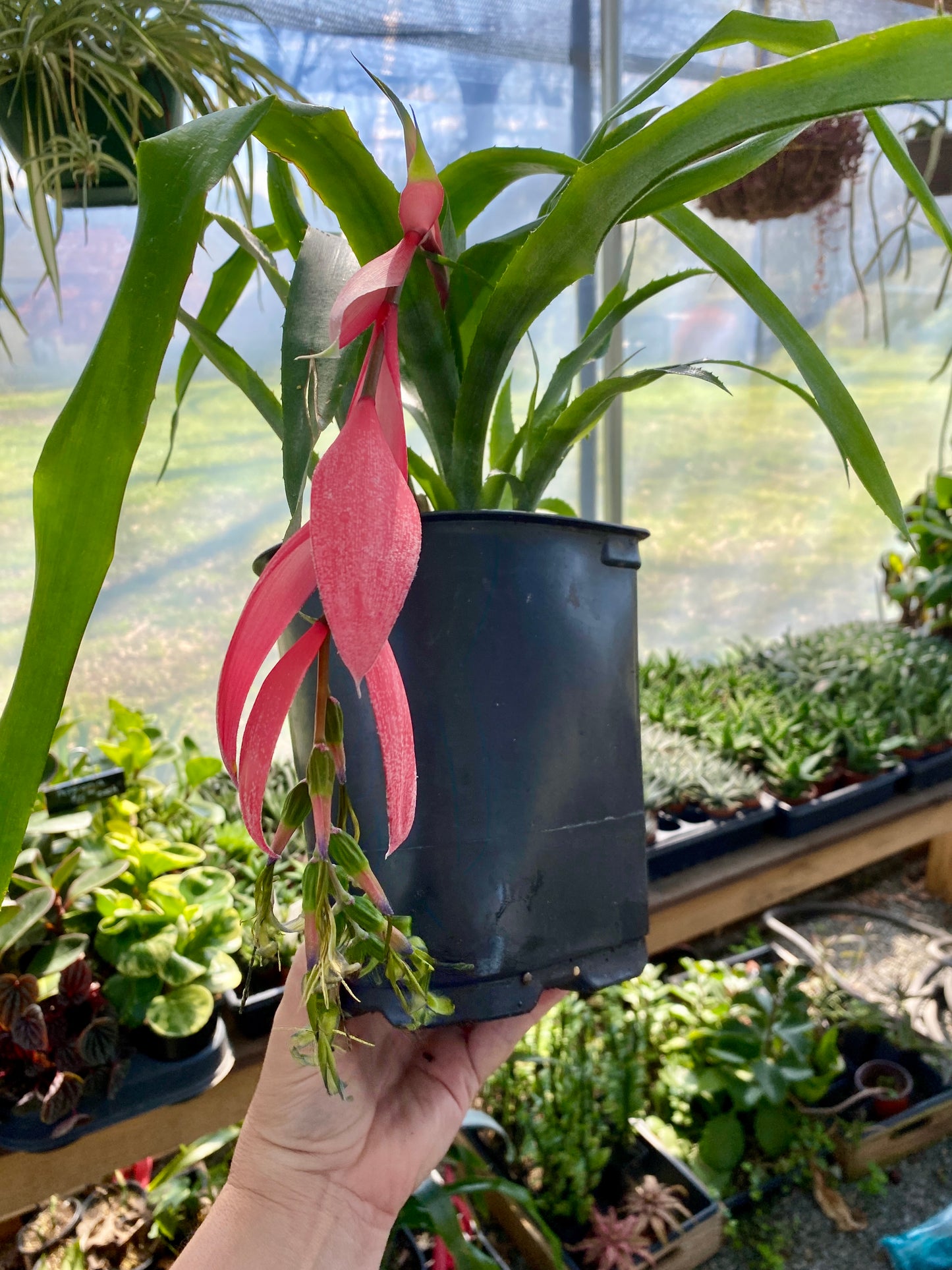 Bromeliad Queen's Tears Billbergia Nutans 5" Tall Pot Live Plant