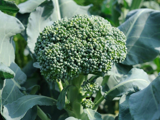 Broccoli De Cicco Open Pollinated Heirloom 200 Seeds